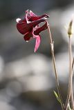 Aquilegia atrovinosa