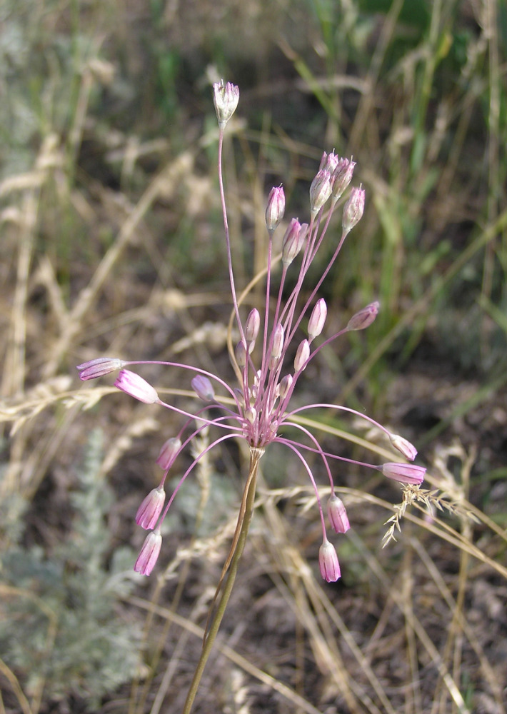 Image of Allium praescissum specimen.