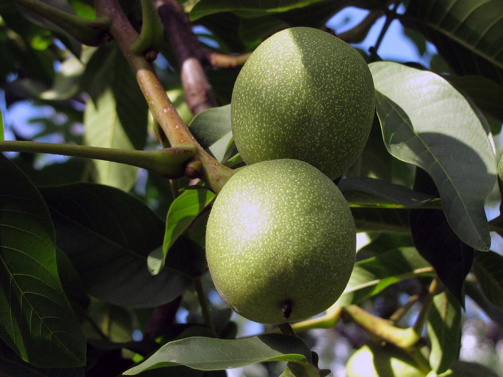 Image of Juglans regia specimen.