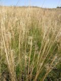 Stipa capillata