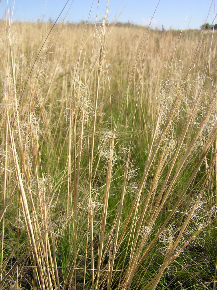 Image of Stipa capillata specimen.