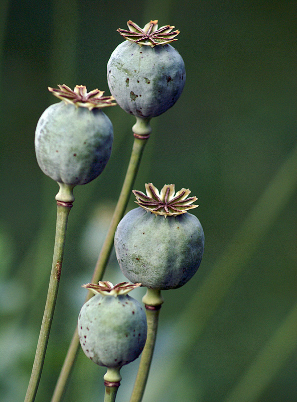 Image of Papaver somniferum specimen.