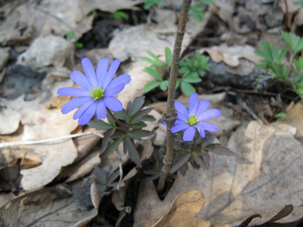 Image of Anemone caucasica specimen.