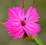 Dianthus subulosus