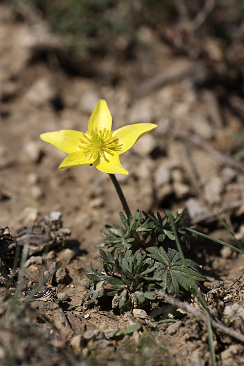 Image of Anemone gortschakowii specimen.