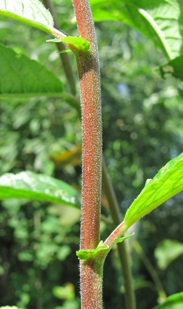 Image of Salix myrsinifolia specimen.