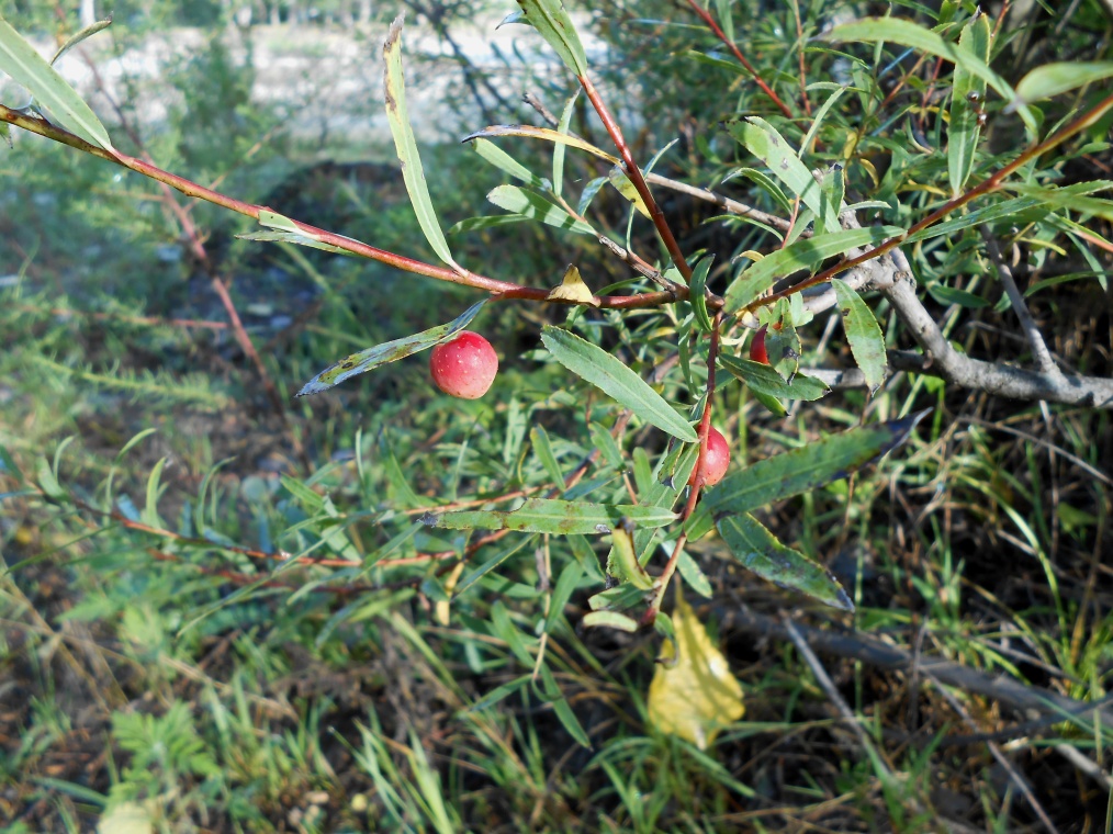 Image of Salix elbursensis specimen.