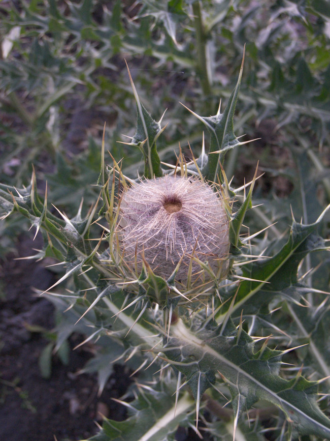 Image of Cirsium pugnax specimen.