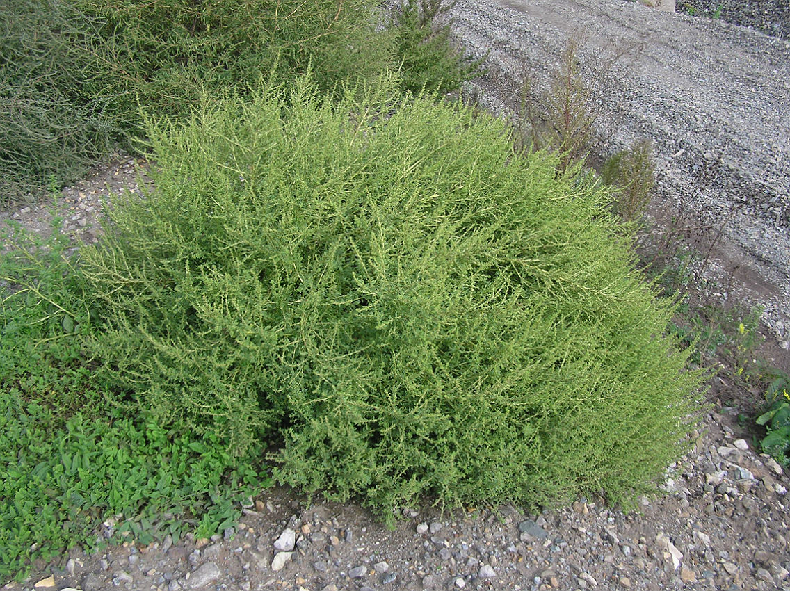 Image of Amaranthus albus specimen.