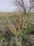 genus Chenopodium