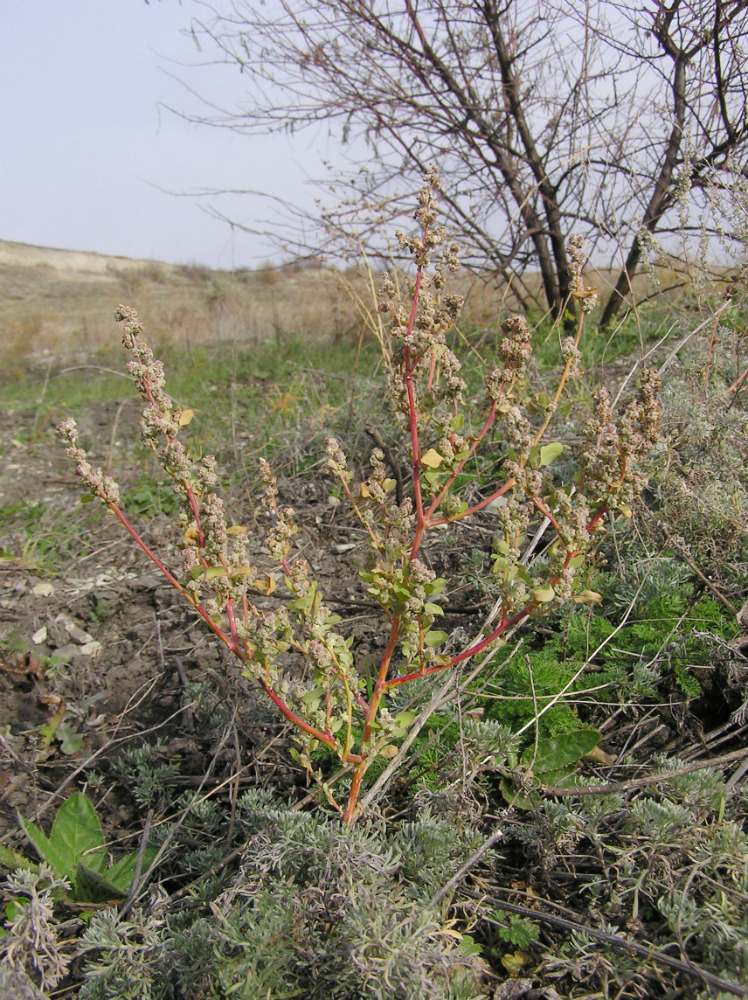 Изображение особи род Chenopodium.