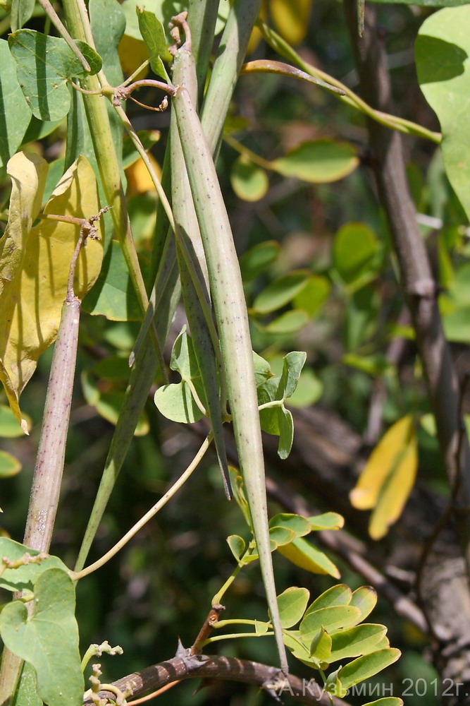 Image of Cynanchum acutum specimen.