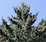 Pinus wallichiana. Верхняя часть кроны взрослого дерева с шишками ('Glauca'). Германия, г. Krefeld, ботанический сад. 16.09.2012.