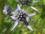 Eryngium planum. Соцветие. Украина, г. Запорожье, возле Гребного канала. 03.08.2012.