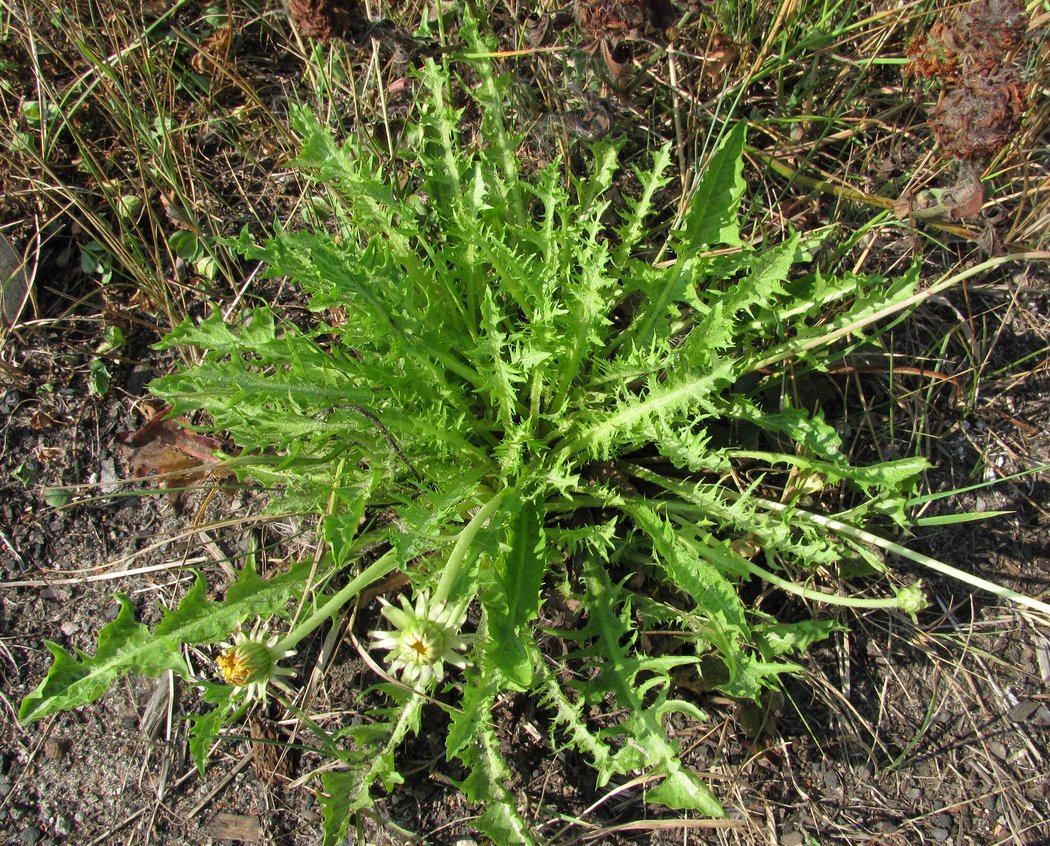 Image of genus Taraxacum specimen.