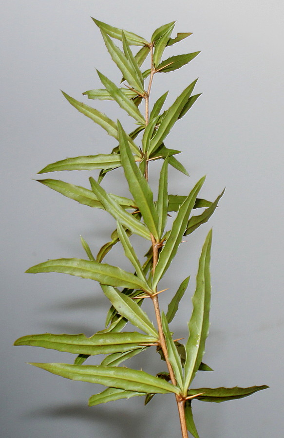 Изображение особи Berberis gagnepainii var. lanceifolium.
