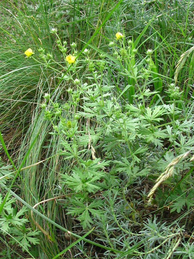 Image of Potentilla heidenreichii specimen.