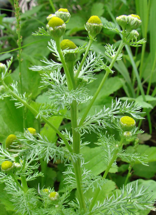 Image of Matricaria discoidea specimen.