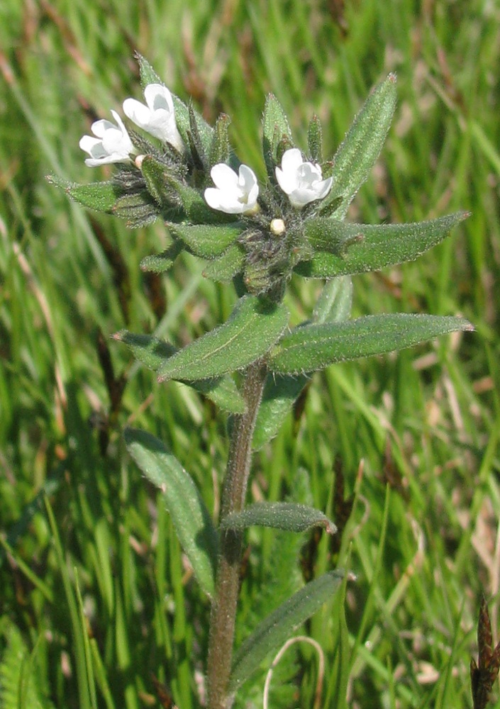 Изображение особи Buglossoides arvensis.