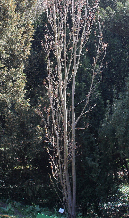 Image of Prunus serrulata specimen.