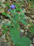 Pulmonaria obscura. Верхушка цветущего растения. Крым, окр. Соколиного, Большой Каньон, буковый лес. 3 мая 2013 г.