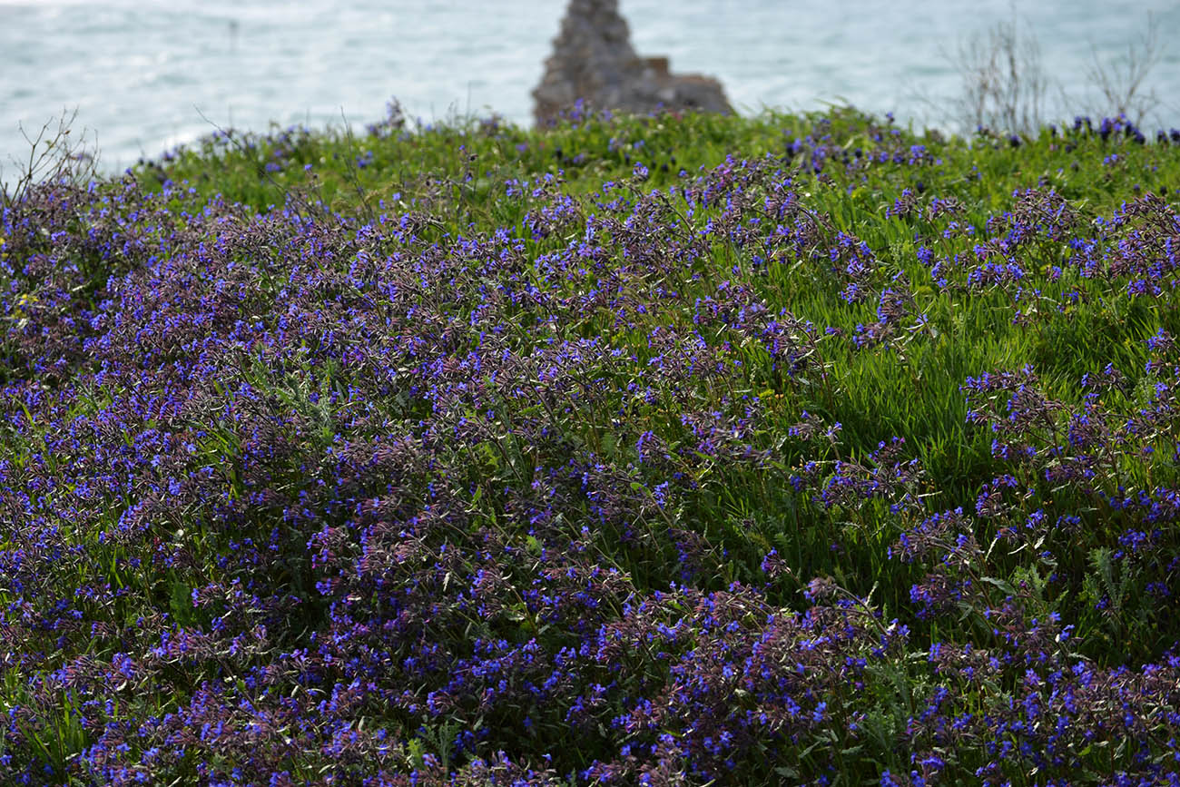 Image of Anchusa stylosa specimen.