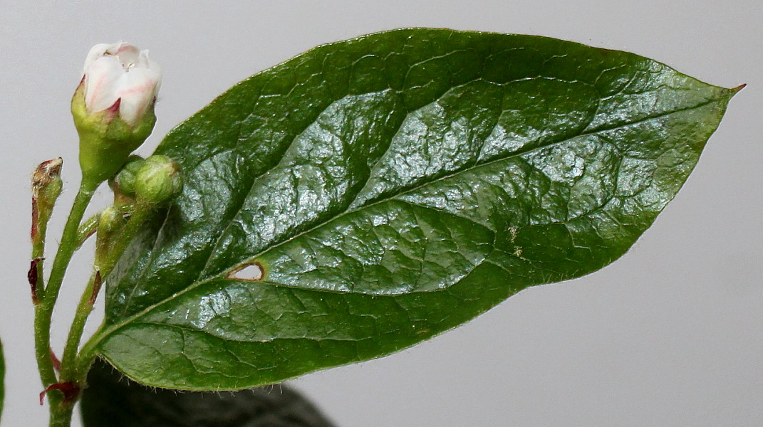 Image of genus Cotoneaster specimen.