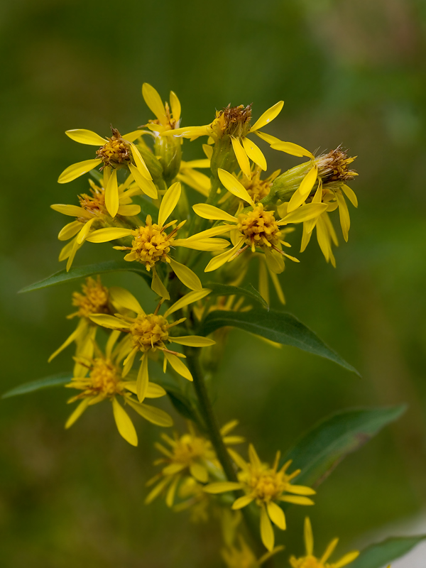 Image of Solidago virgaurea specimen.