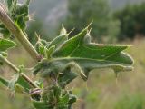 Cirsium euxinum. Часть побега. Краснодарский край, окр. г. Геленджик, прибрежная гора, остепнённый луг. 07.08.2013.