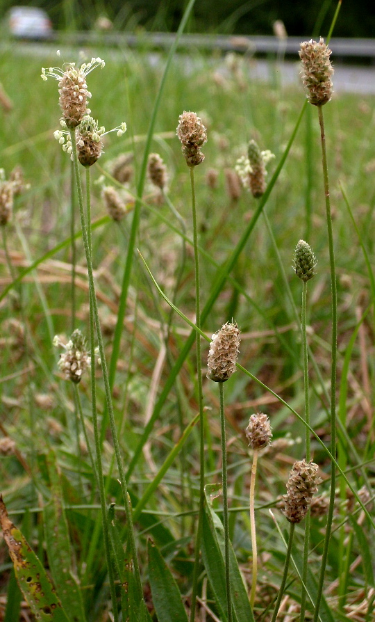 Image of Plantago lanceolata specimen.