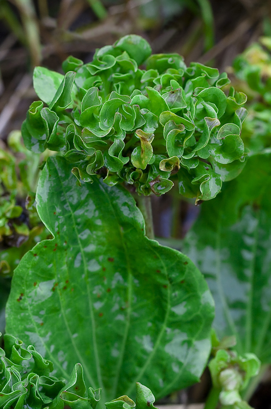 Image of Plantago major specimen.