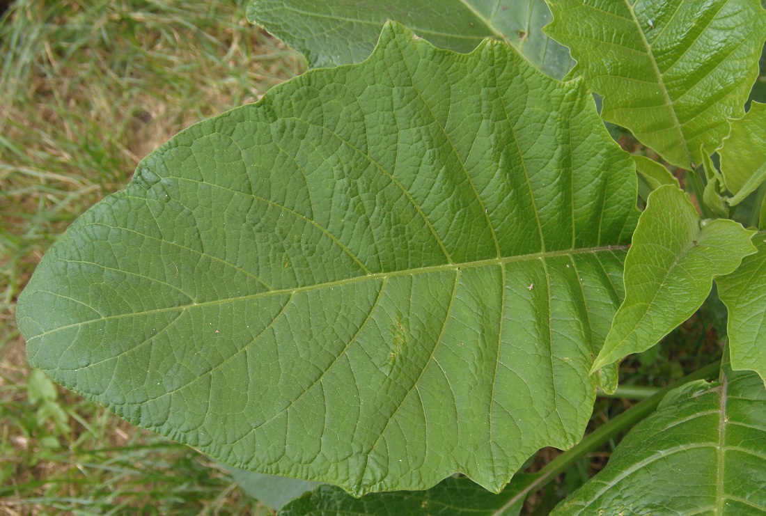 Изображение особи род Brugmansia.