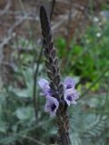 Lavandula buchii. Часть соцветия. Испания, Канарские острова, Тенерифе, горный массив Тено, прибрежные утёсы, у обочины автомобильной дороги. 5 марта 2008 г.