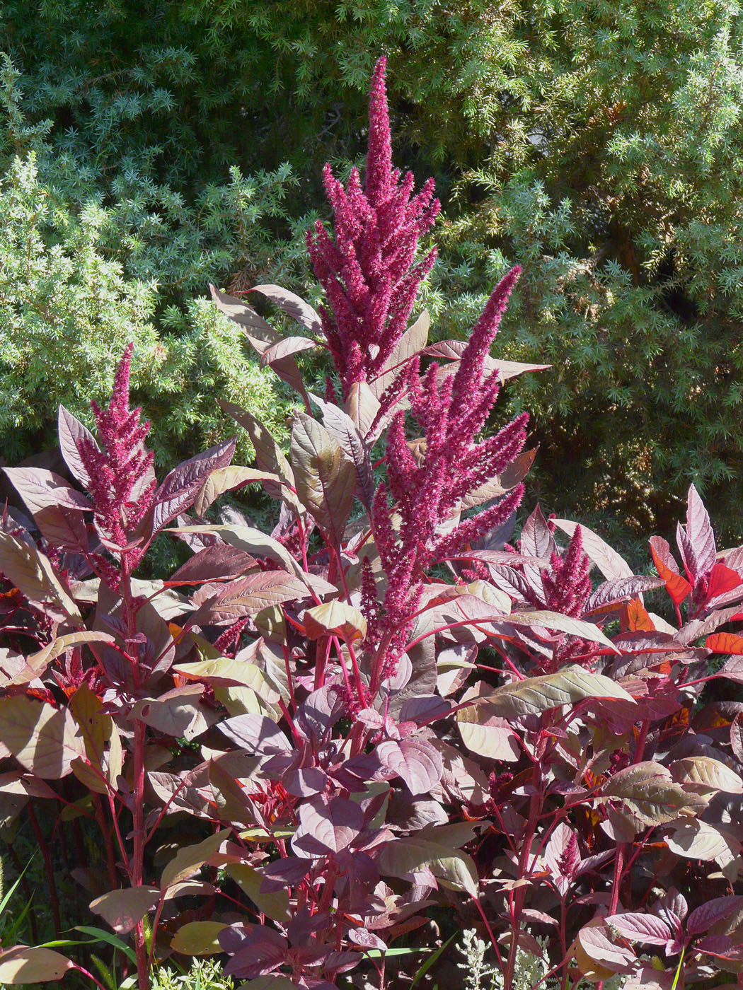 Image of Amaranthus hypochondriacus specimen.