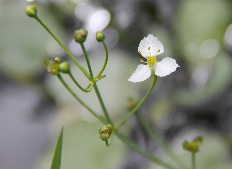 Изображение особи Caldesia reniformis.