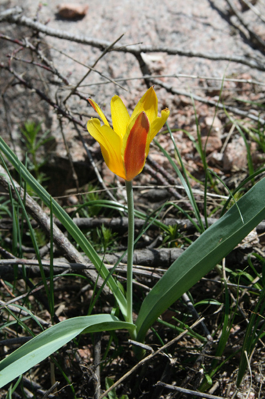 Image of Tulipa tschimganica specimen.