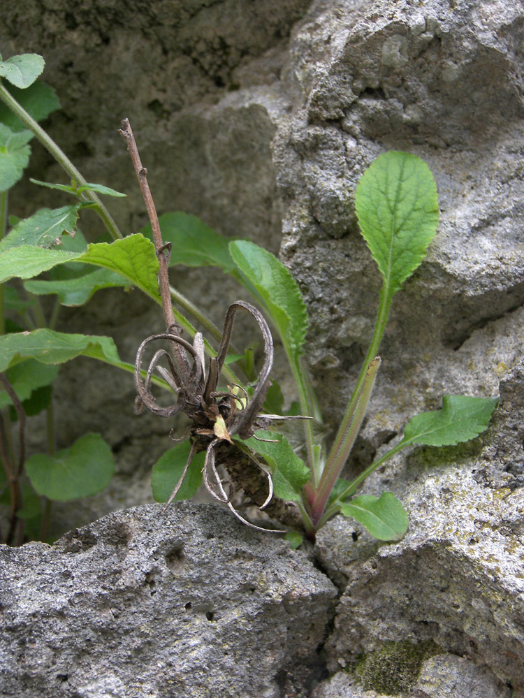 Image of Campanula bzybica specimen.