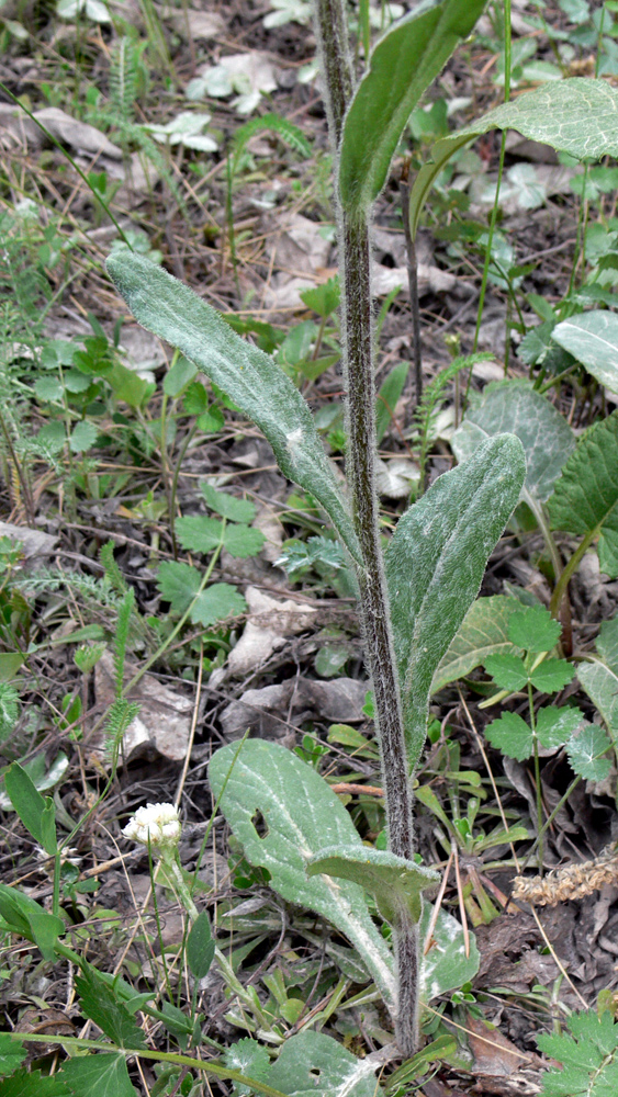 Изображение особи Tephroseris integrifolia.