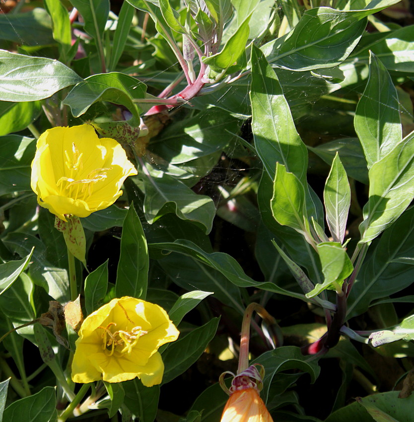 Image of Oenothera macrocarpa specimen.