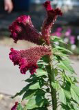 Celosia cristata