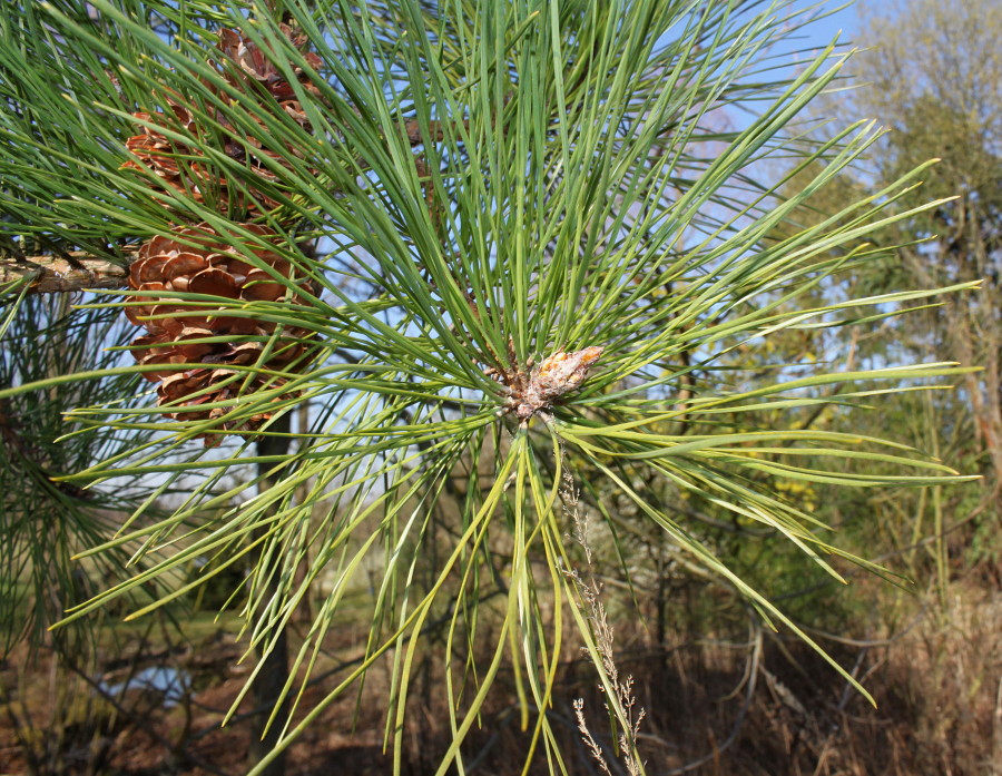 Изображение особи Pinus rigida.