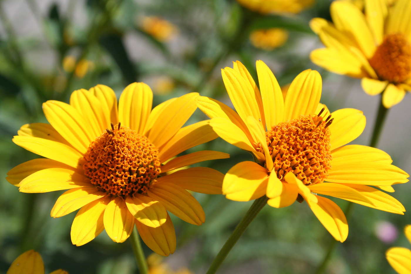 Image of Heliopsis helianthoides ssp. scabra specimen.