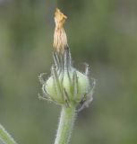 Picris pauciflora. Соплодие. Греция, Халкидики, п-в Афон, окр. с. Урануполи (Ουρανούπολη). 28.04.2014.