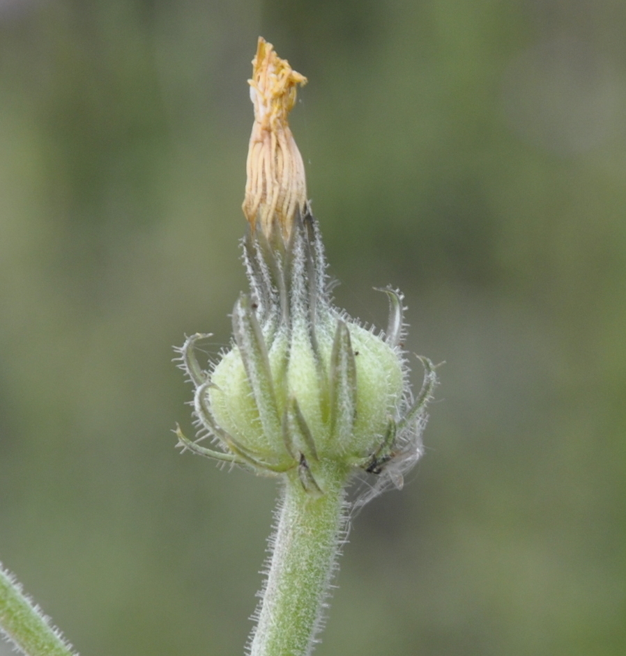 Image of Picris pauciflora specimen.