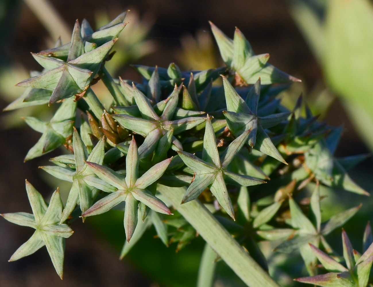 Image of Damasonium alisma specimen.