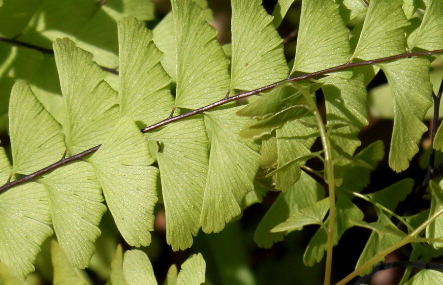 Image of Adiantum pedatum specimen.