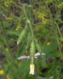 Silene noctiflora