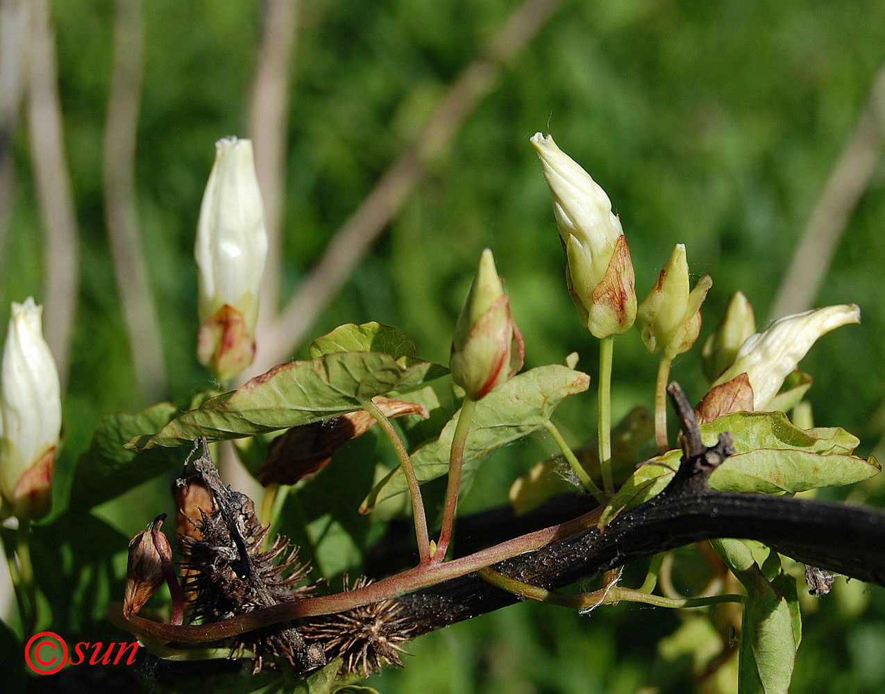 Изображение особи Calystegia sepium.