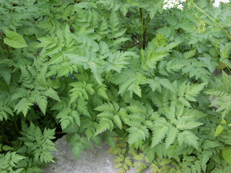 Image of Chaerophyllum aureum specimen.