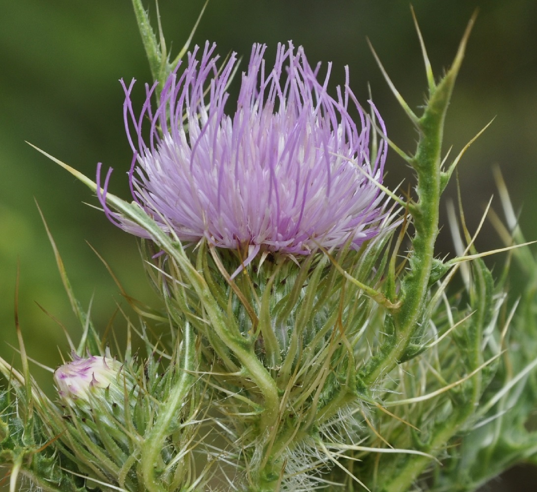 Изображение особи Cirsium creticum.